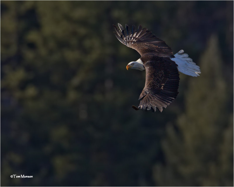  Bald Eagle