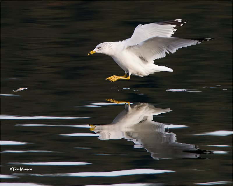  Ring-billed Gull