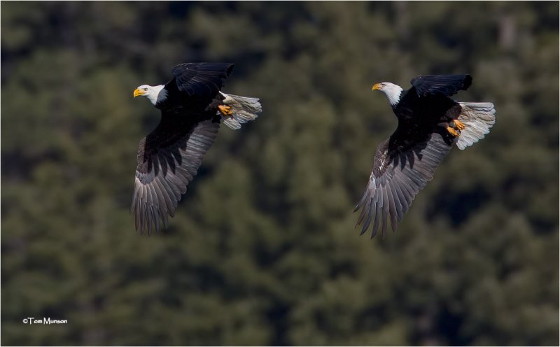  Bald Eagles