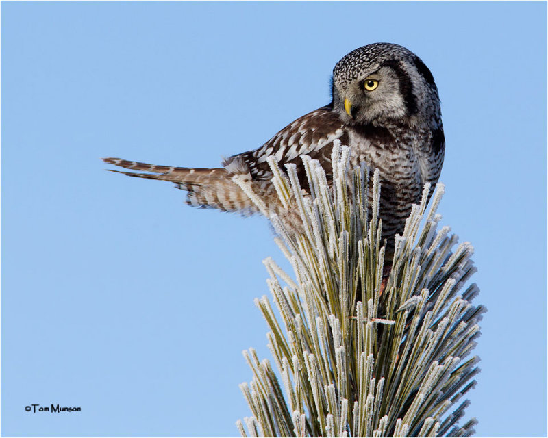  Northern Hawk Owl