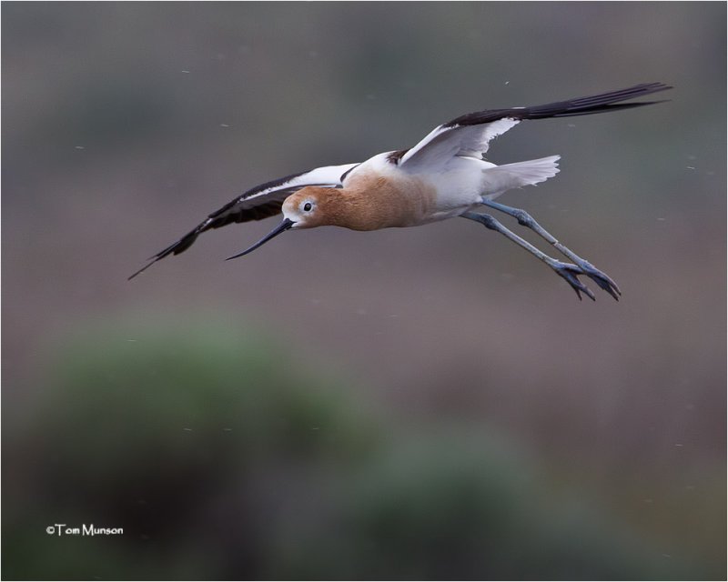 American Avocet