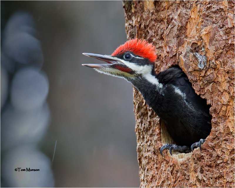  Pileated Woodpecker  male (two days from fledging)