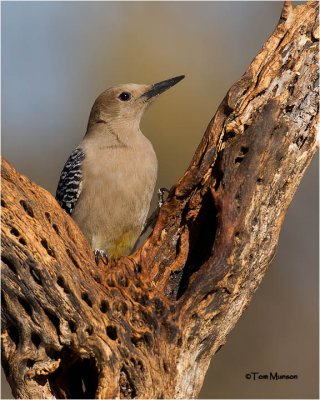  Gila Woodpecker