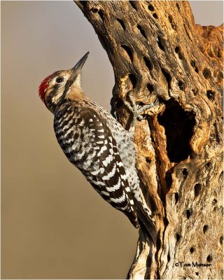  Ladder-backed Woodpecker 