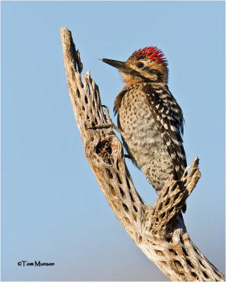  Ladder-backed Woodpecker 