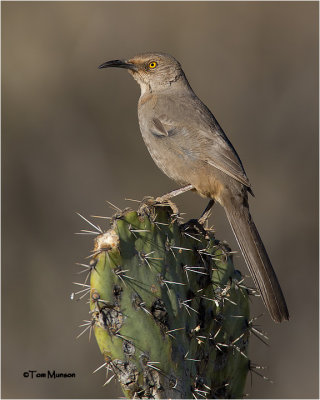 Curve-billed Thrasher