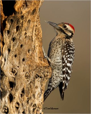  Ladder-backed Woodpecker