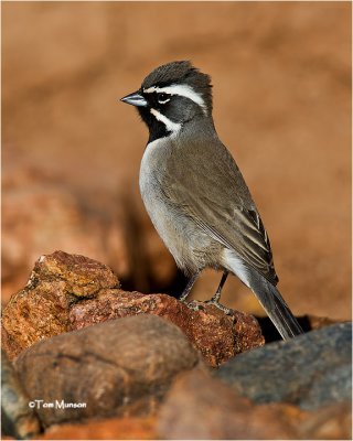  Black-throated Sparrow 