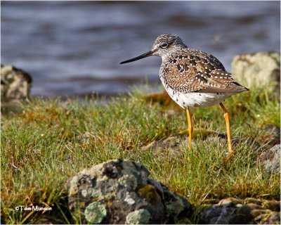 Greater Yellowlegs