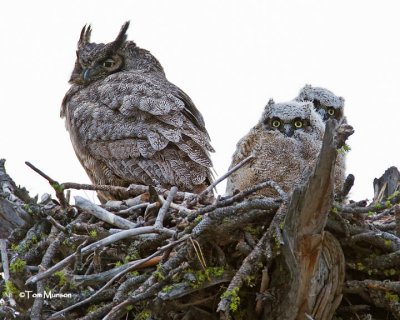  Great Horned Owls