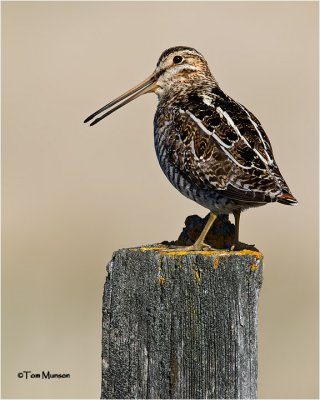 Wilson's  Snipe