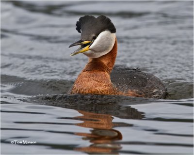  Red-necked Grebe