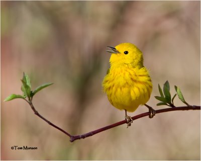  Yellow Warbler