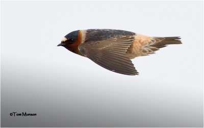 Cliff Swallow