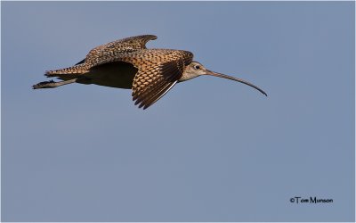  Long-billed Curlew