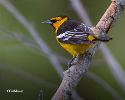  Bullocks Oriole