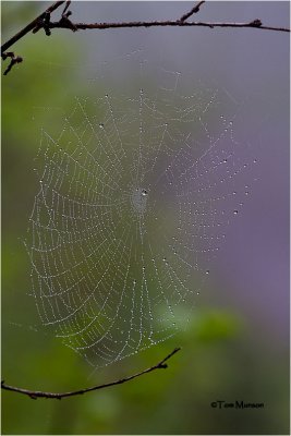  Spider web