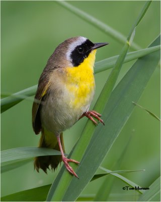  Common Yellowthroat