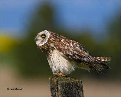  Short-eared Owl