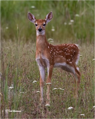  White-tailed Deer (fawn)