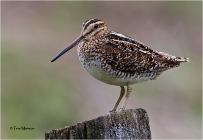  Wilson's Snipe