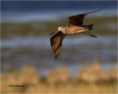  Marbled Godwit