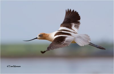  American Avocet