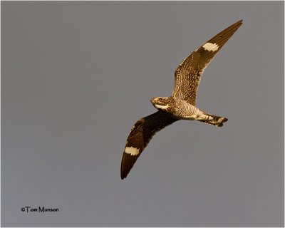  Common Nighthawk