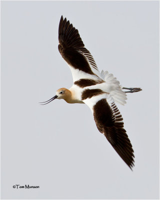  American Avocet