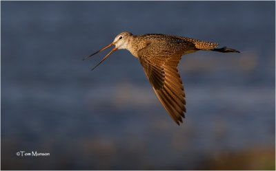  Marbled Godwit