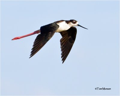  Black-necked Stilt