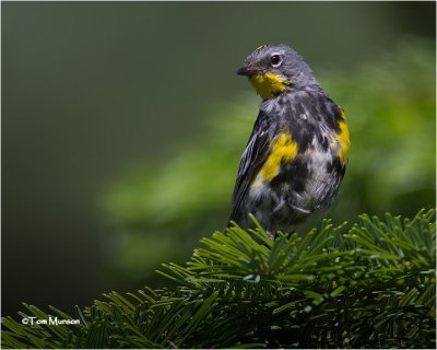  Yellow-rumped Warbler
