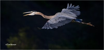  Great Blue Heron