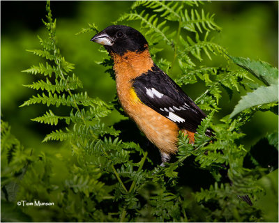  Black-headed Grosbeak