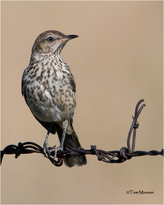 Sage Thrasher (juvenile)