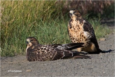  Swainson's Hawks  (Juveniles}