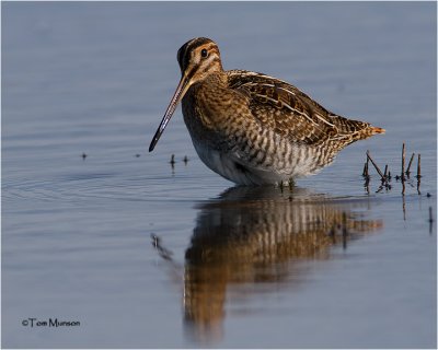  Wilson's Snipe