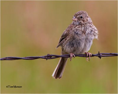  Vesper Sparrow 