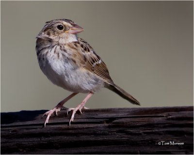  Grasshopper Sparrow  (juvenile)