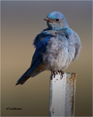  Mountain Bluebird