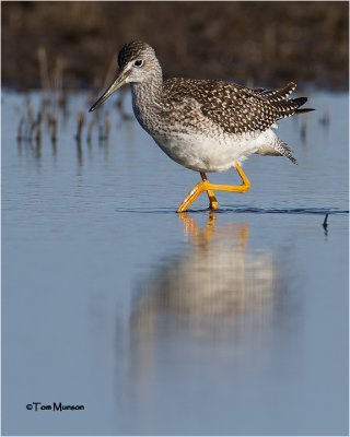 Greater Yellowlegs