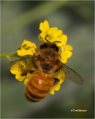 Honey Bee