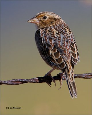  Grasshopper Sparrow