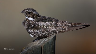 Common Nighhawk