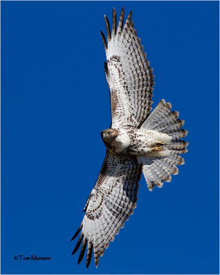 red-tailed_hawk