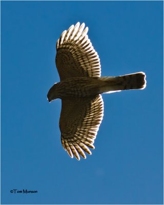  Sharp-shinned Hawk  (backlit)
