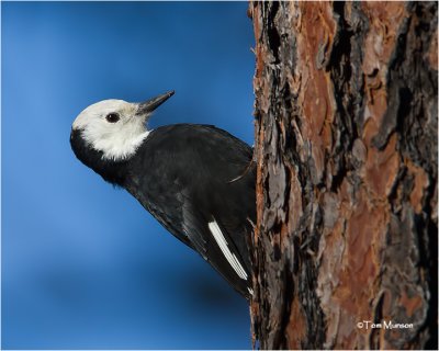 White-headed Woodpecker    (female)