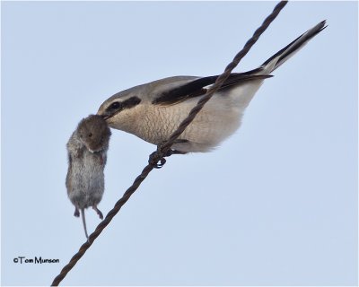  Northern Shrike / Vole