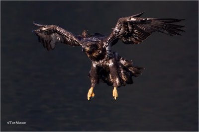 Bald Eagle  (juvenile)