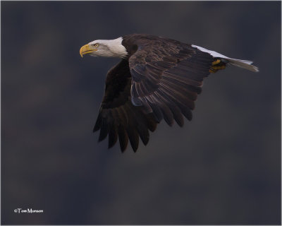  Bald Eagle